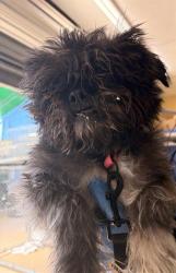 Shelter Stray Female Dog last seen HIGHLAND AVE & E PLAZA BLVD, 130 Beyer Way, Chula Vista, CA 91911, USA