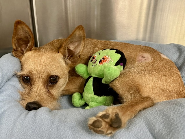 Shelter Stray Male Dog last seen , 4000 N Silverbell Rd, Tucson, AZ 85745, USA