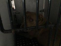 Shelter Stray Female Dog last seen Near BLOCK OLD RANCH RD, COLORADO SPRINGS, CO 80908, 610 Abbot Ln, Colorado Springs, CO 80905, USA