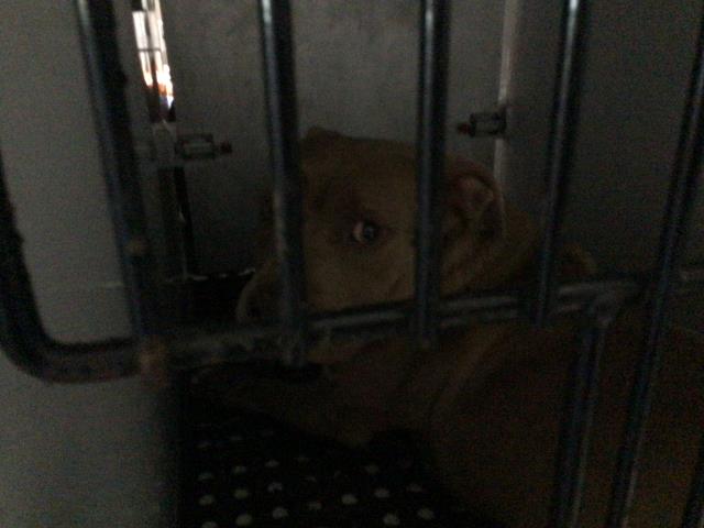 Shelter Stray Female Dog last seen Near BLOCK OLD RANCH RD, COLORADO SPRINGS, CO 80908, 610 Abbot Ln, Colorado Springs, CO 80905, USA