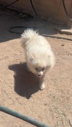 Lost Male Dog last seen E Breeze Ln and S Vanessa LN, Tucson, AZ 85756