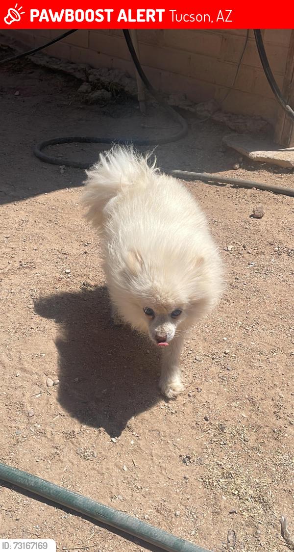 Lost Male Dog last seen E Breeze Ln and S Vanessa LN, Tucson, AZ 85756
