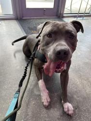 Shelter Stray Male Dog last seen CORAL WAY & SW 147TH AVE, 3599 NW 79th Ave, Doral, FL 33122, USA