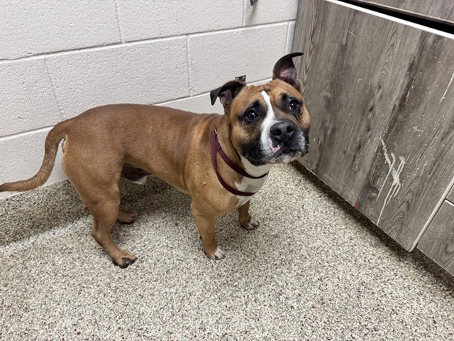 Shelter Stray Male Dog last seen Near BLOCK OLD RANCH RD, COLORADO SPRINGS, CO 80908, 610 Abbot Ln, Colorado Springs, CO 80905, USA