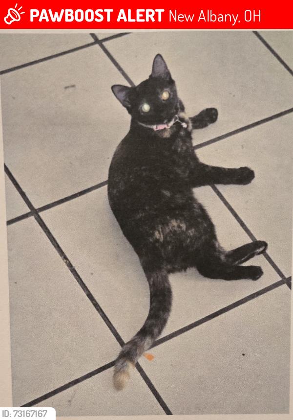 Lost Female Cat last seen Babbitt rd morse rd, New Albany, OH 43054