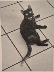 Lost Female Cat last seen Babbitt rd morse rd, New Albany, OH 43054
