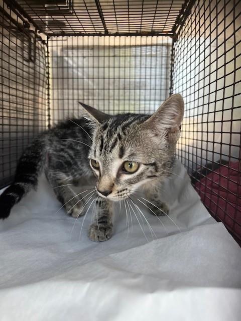 Shelter Stray Female Cat last seen Near BLOCK NW 30TH ST, 3599 NW 79th Ave, Doral, FL 33122, USA