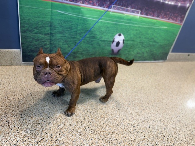 Shelter Stray Male Dog last seen , 3599 NW 79th Ave, Doral, FL 33122, USA