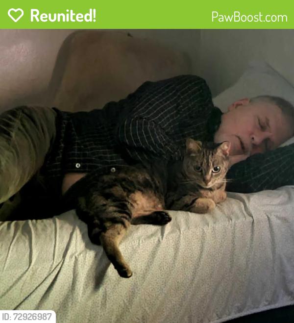 Reunited Female Cat last seen New York and Devon Avenue, Indianapolis, IN 46219
