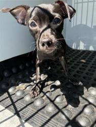 Shelter Stray Male Dog last seen WATERWHEEL DR & SEAMIST DR, 2127 Front St, Sacramento, CA 95818, USA