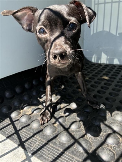 Shelter Stray Male Dog last seen WATERWHEEL DR & SEAMIST DR, 2127 Front St, Sacramento, CA 95818, USA