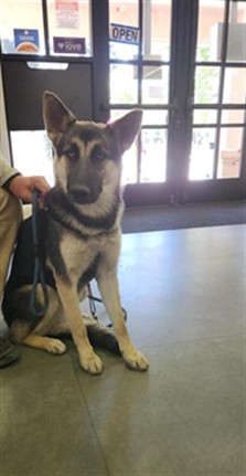 Shelter Stray Female Dog last seen CLUB CENTER DR & MARBLEHEAD DR, 2127 Front St, Sacramento, CA 95818, USA