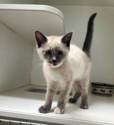 Shelter Stray Female Cat last seen , 16 Barnes Ct, Hayward, CA 94544, USA