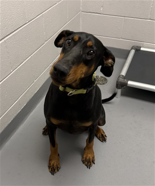 Shelter Stray Female Dog last seen FINDER'S ADDRESS, 4556 Castleton Ct, Castle Rock, CO 80109, USA