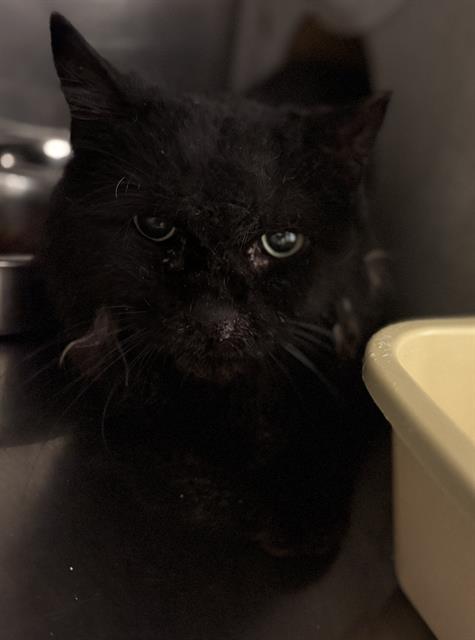 Shelter Stray Unknown Cat last seen Near BLOCK W 3500, 4522 W 3500 S, West Valley City, UT 84120, USA