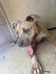 Shelter Stray Unknown Dog last seen Near BLOCK NE 4TH ST, OKLAHOMA CITY OK 73104, 2811 SE 29th St, Oklahoma City, OK 73129, USA