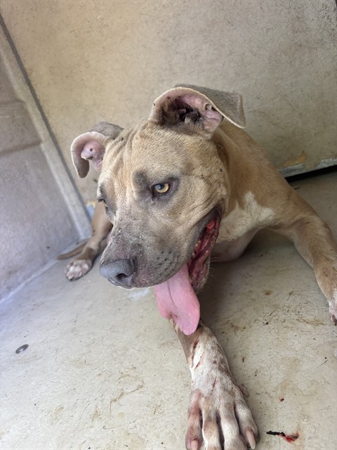 Shelter Stray Unknown Dog last seen Near BLOCK NE 4TH ST, OKLAHOMA CITY OK 73104, 2811 SE 29th St, Oklahoma City, OK 73129, USA