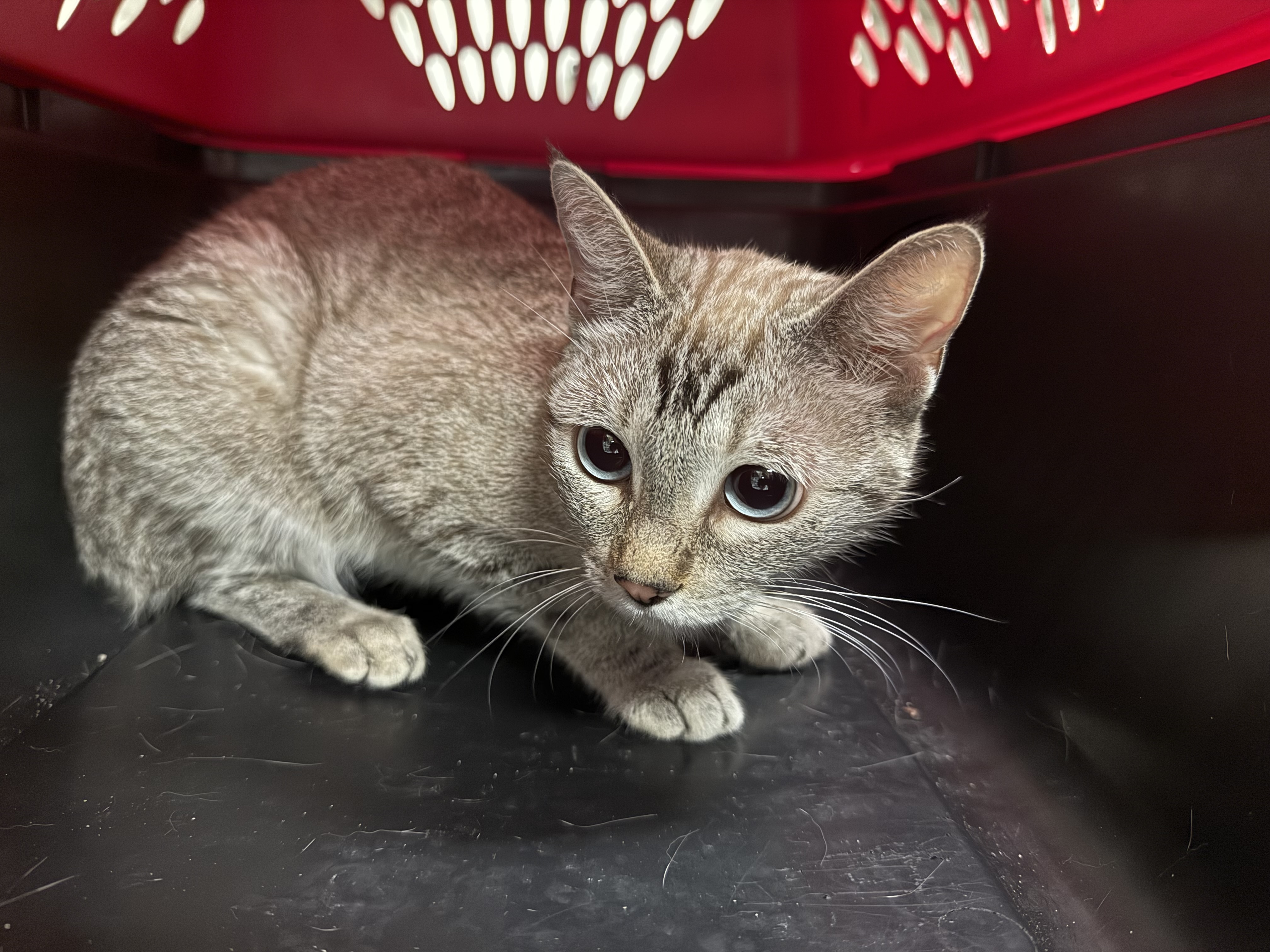 Shelter Stray Female Cat last seen , 14409 Vanowen St, Van Nuys, CA 91405, USA