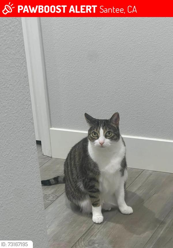 Lost Male Cat last seen weston community at santee near redberry st, Santee, CA 92071