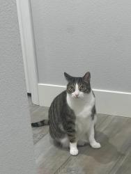 Lost Male Cat last seen weston community at santee near redberry st, Santee, CA 92071