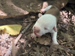 Shelter Stray Unknown Dog last seen Near BLOCK NE 4TH ST, OKLAHOMA CITY OK 73104, 2811 SE 29th St, Oklahoma City, OK 73129, USA