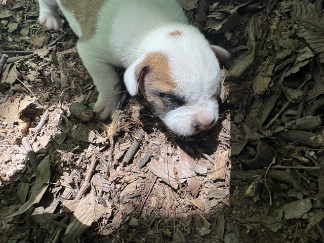 Shelter Stray Unknown Dog last seen Near BLOCK NE 4TH ST, OKLAHOMA CITY OK 73104, 2811 SE 29th St, Oklahoma City, OK 73129, USA