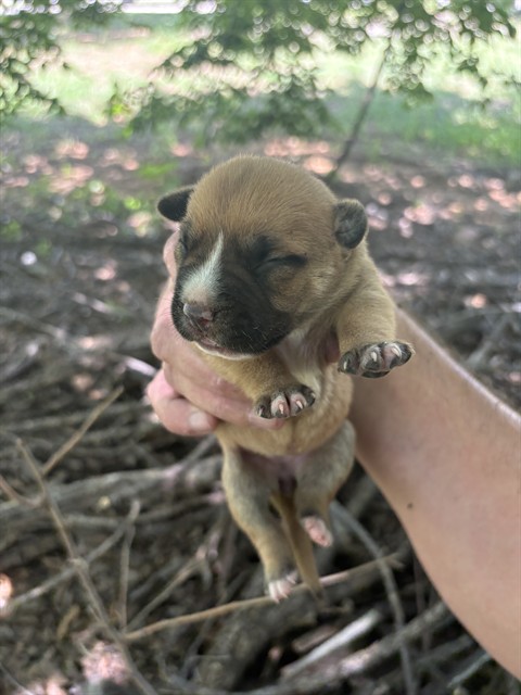 Shelter Stray Unknown Dog last seen Near BLOCK NE 4TH ST, OKLAHOMA CITY OK 73104, 2811 SE 29th St, Oklahoma City, OK 73129, USA
