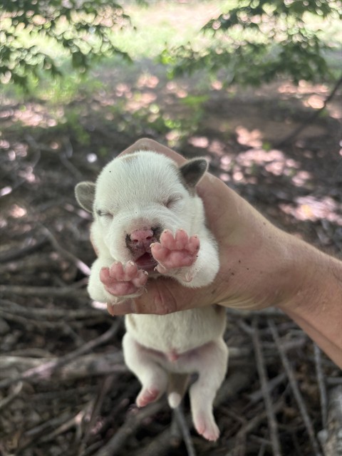 Shelter Stray Unknown Dog last seen Near BLOCK NE 4TH ST, OKLAHOMA CITY OK 73104, 2811 SE 29th St, Oklahoma City, OK 73129, USA