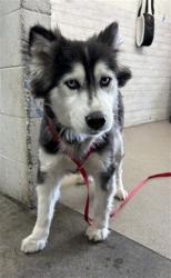 Shelter Stray Female Dog last seen Near BLOCK N. LA CADENA, 333 Chandler Pl, San Bernardino, CA 92408, USA