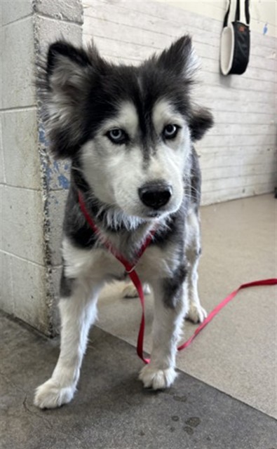 Shelter Stray Female Dog last seen Near BLOCK N. LA CADENA, 333 Chandler Pl, San Bernardino, CA 92408, USA