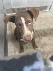 Shelter Stray Female Dog last seen Near BLOCK N WATERMAN, 333 Chandler Pl, San Bernardino, CA 92408, USA