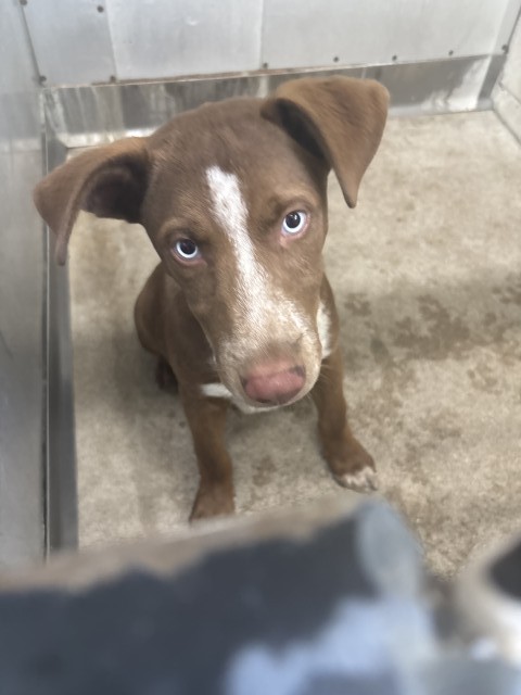Shelter Stray Male Dog last seen Near BLOCK N WATERMAN, 333 Chandler Pl, San Bernardino, CA 92408, USA