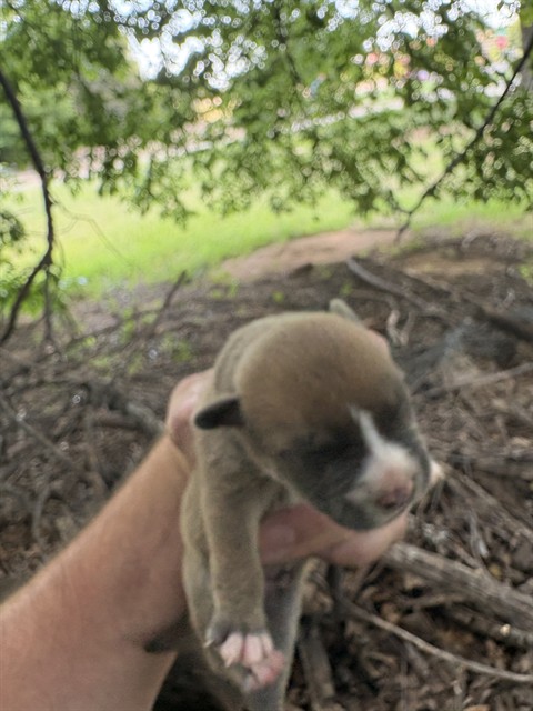 Shelter Stray Unknown Dog last seen Near BLOCK NE 4TH ST, OKLAHOMA CITY OK 73104, 2811 SE 29th St, Oklahoma City, OK 73129, USA