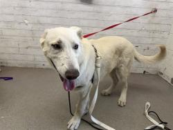 Shelter Stray Male Dog last seen ARROWHEAD AND MILL, 333 Chandler Pl, San Bernardino, CA 92408, USA