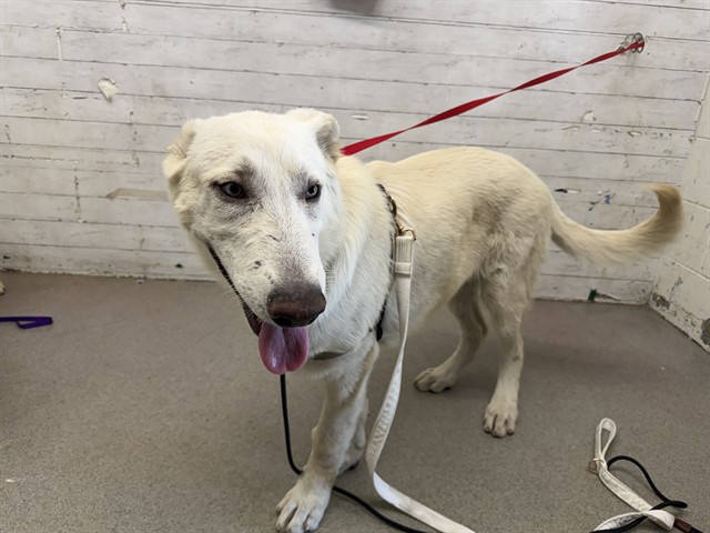Shelter Stray Male Dog last seen ARROWHEAD AND MILL, 333 Chandler Pl, San Bernardino, CA 92408, USA