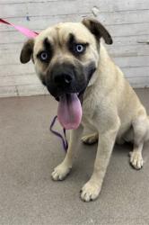 Shelter Stray Male Dog last seen RECHE CANYON RD AND WASHINGTON, 333 Chandler Pl, San Bernardino, CA 92408, USA