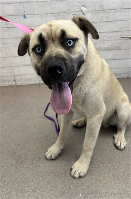 Shelter Stray Male Dog last seen RECHE CANYON RD AND WASHINGTON, 333 Chandler Pl, San Bernardino, CA 92408, USA