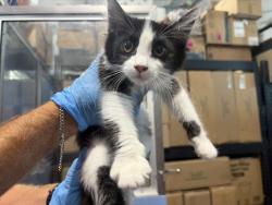 Shelter Stray Female Cat last seen , 333 Chandler Pl, San Bernardino, CA 92408, USA