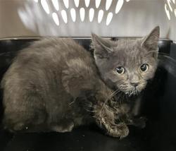 Shelter Stray Female Cat last seen Near BLOCK W ASHCROFT AVE 93722, 5277 E Airways Blvd, Fresno, CA 93727, USA