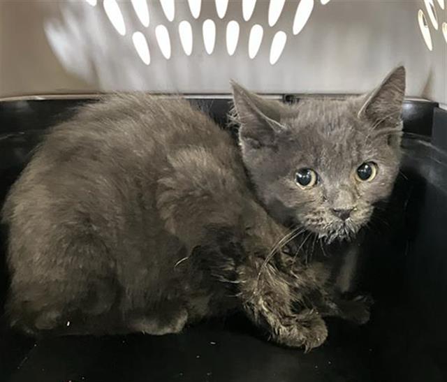 Shelter Stray Female Cat last seen Near BLOCK W ASHCROFT AVE 93722, 5277 E Airways Blvd, Fresno, CA 93727, USA