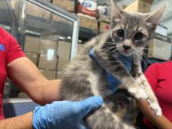 Shelter Stray Female Cat last seen , 333 Chandler Pl, San Bernardino, CA 92408, USA