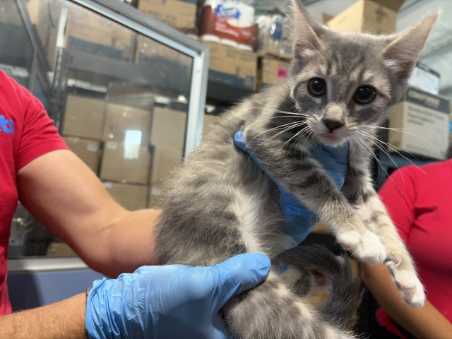 Shelter Stray Female Cat last seen , 333 Chandler Pl, San Bernardino, CA 92408, USA