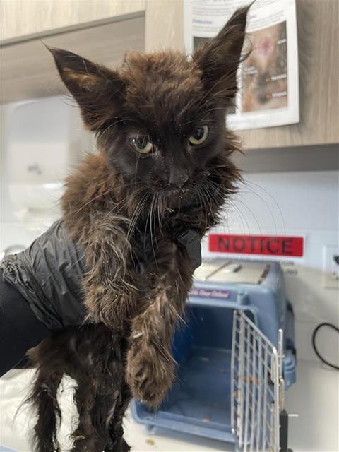 Shelter Stray Male Cat last seen Near BLOCK E LANSING WAY, FRESNO CA 93726 7413, 5277 E Airways Blvd, Fresno, CA 93727, USA