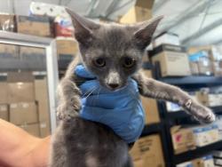 Shelter Stray Female Cat last seen , 333 Chandler Pl, San Bernardino, CA 92408, USA
