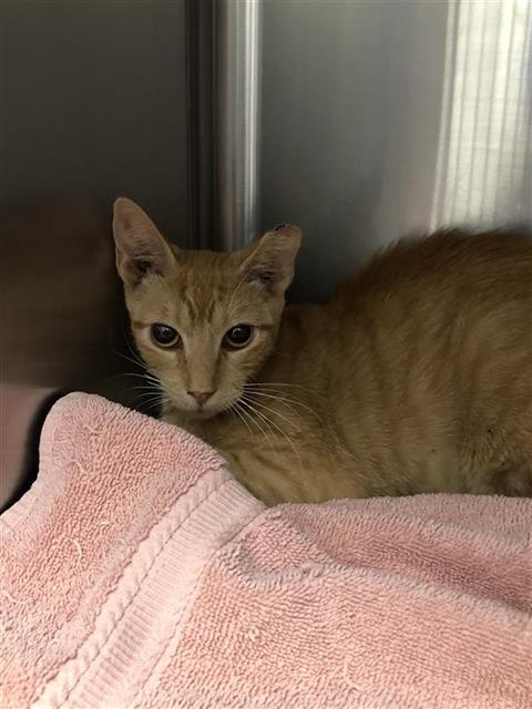 Shelter Stray Female Cat last seen Near BLOCK N DELNO AVE, FRESNO CA 93705 4015, 5277 E Airways Blvd, Fresno, CA 93727, USA