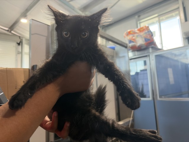 Shelter Stray Male Cat last seen , 333 Chandler Pl, San Bernardino, CA 92408, USA