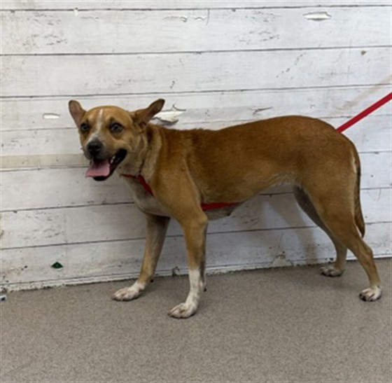 Shelter Stray Female Dog last seen , 333 Chandler Pl, San Bernardino, CA 92408, USA