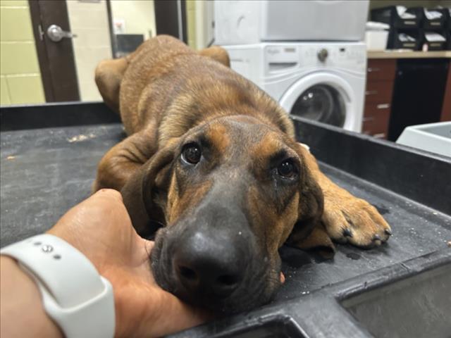 Shelter Stray Female Dog last seen HYW 70/ GROUCHO RD, 1601 Eubanks Rd, Chapel Hill, NC 27516, USA
