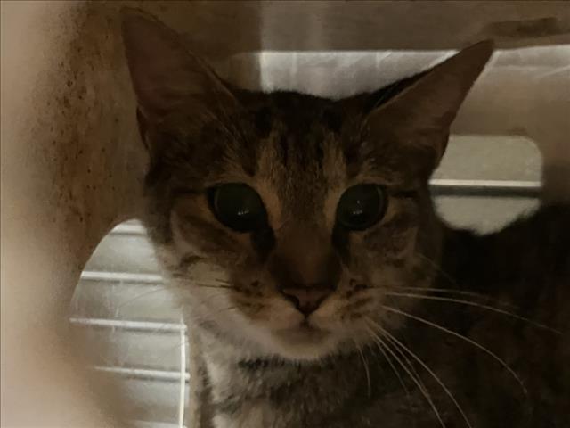 Shelter Stray Unknown Cat last seen ART RD, 1601 Eubanks Rd, Chapel Hill, NC 27516, USA