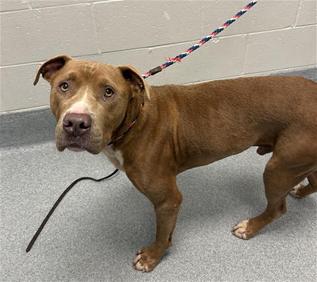 Shelter Stray Male Dog last seen LAWRENCE, 2600 S Harding St, Indianapolis, IN 46221, USA